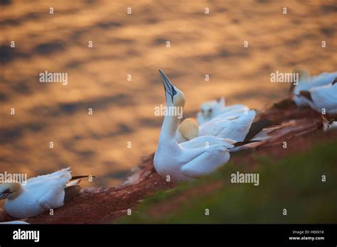 Northern Gannet Sula Bassana Morus Bassanus At The Bird Rock At