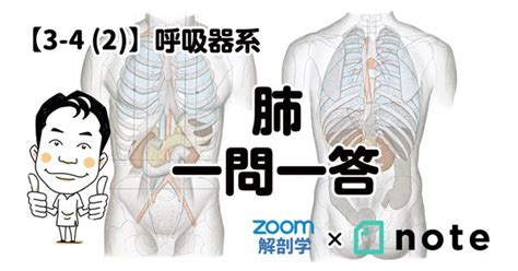 かずひろ先生の【徹底的国試対策】解剖学｜黒澤一弘｜note【2021】 呼吸器系 呼吸器 解剖学