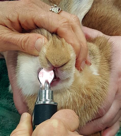 Rabbit Dentistry Todays Veterinary Nurse