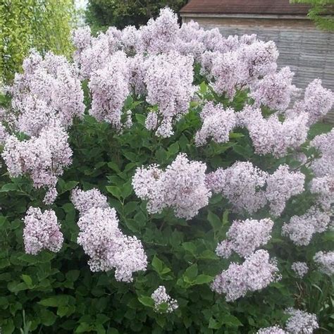 Miss Kim Lilac | Miss Kim Lilac Tree — PlantingTree