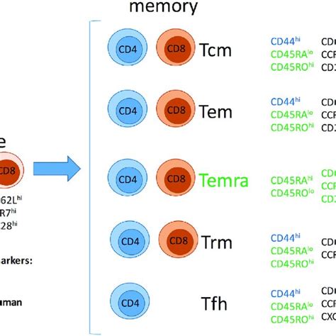 Memory T Cell Subsets Abbreviations Tcm Central Memory T Cells