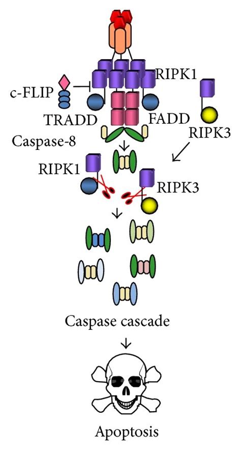 Schematic overview of TNF α induced signaling pathways to activation of