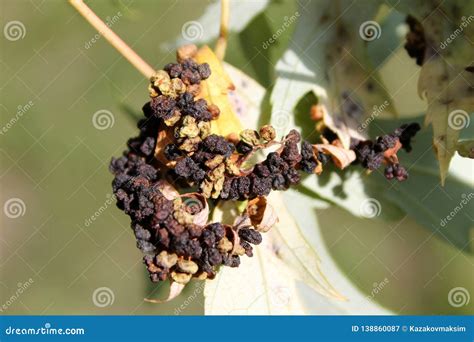 Black Galls Caused By Maple Bladder Gall Mite Or Vasates Quadripedes On Silver Maple Acer