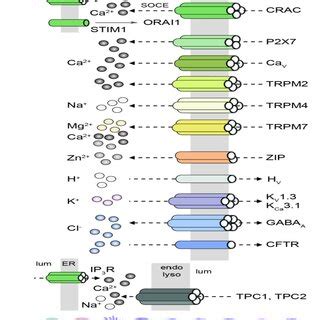 Schematic representation of selected ion channels and transporters ... 