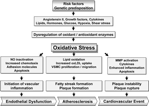 Modulation Of Oxidant And Antioxidant Enzyme Expression And Function In