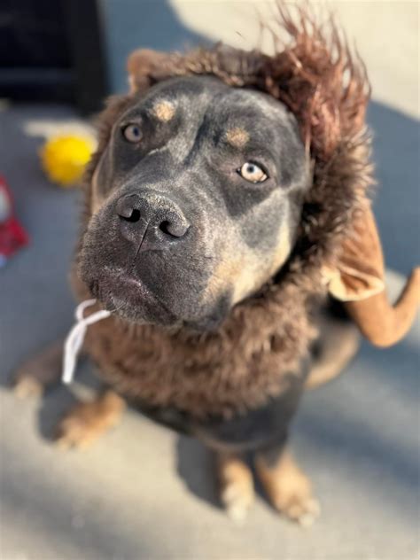milwaukee area domestic animal control 9