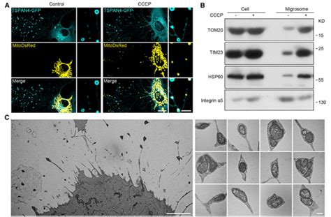 线粒体质量控制新机制—线粒体胞吐mitocytosis 知乎