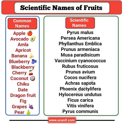 Important Scientific Names Of Fruits From A To Z Scientific Names Vocabulary