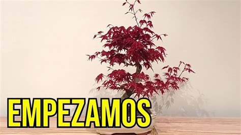 ACER PALMATUM DESHOJO YouTube