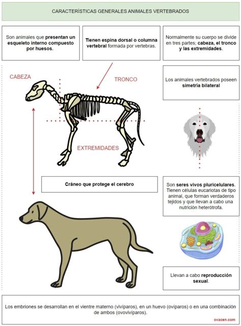 Animales Vertebrados Cuáles Son Clasificación Y Ejemplos Ovacen