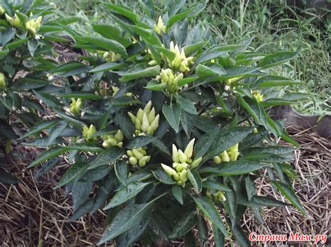 Горький перец. Эксперимент. - Сад, огород - Страна Мам