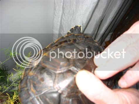 Fungal Shell Rot, uneven scutes shedding - EMERGENCY CARE - Turtle Forum