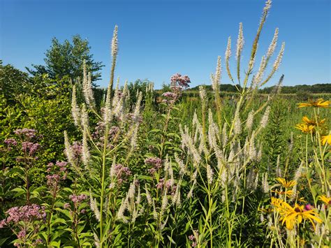 Hoffman Farms Native Plants | Saginaw MI