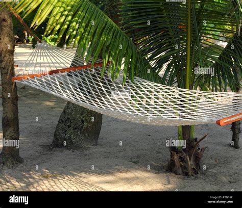 Hammock Under Palms Stock Photo Alamy