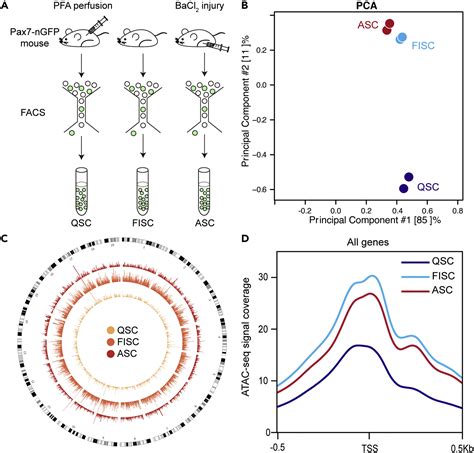 Global Chromatin Accessibility Profiling Analysis Reveals A Chronic