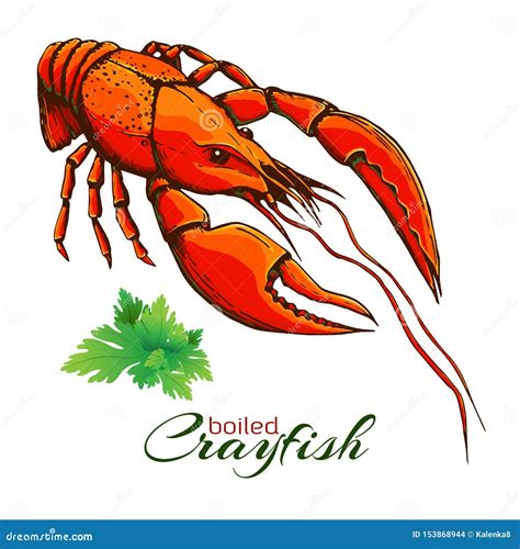 Red Boiled Crayfish One Boiled Lobster With Bunch Of Parsley Isolated