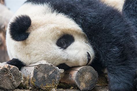 As Bamboo Forests Fade Can Pandas Survive Live Science