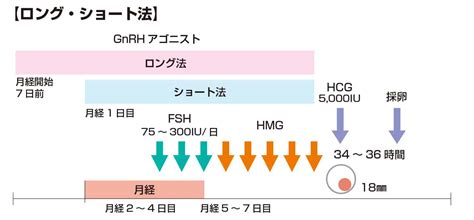 採卵周期のホルモン値について│【医師監修】ジネコ不妊治療情報