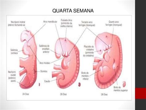 Thayana Jovino Eodoula Gestação Semana A Semana 4ª Semana