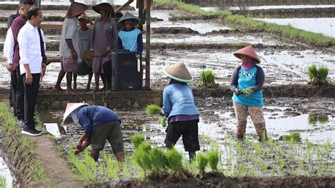 Tambahan Anggaran Pupuk Subsidi Rp Triliun Beri Angin Segar Bagi