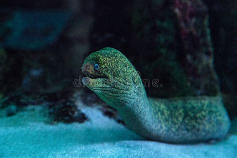 Mordax De Gymnothorax De La Anguila De Moray De California Imagen De