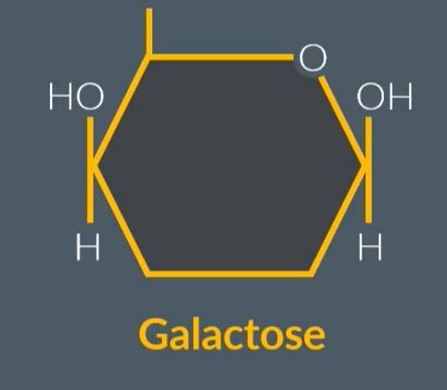 Structure of monosaccharides, disaccharides, polysaccharides Flashcards | Quizlet