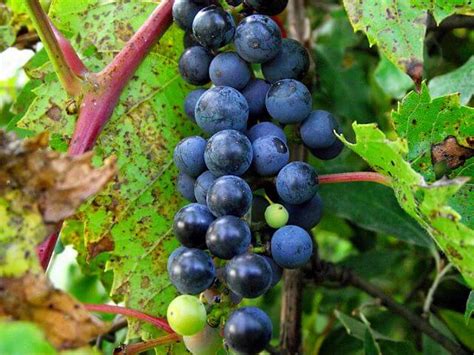 Are Wild Grapes Edible Exploring The Fruit Of Wild Grape Vines Eat