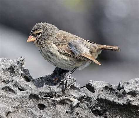 Small Ground Finch Geospiza Fuliginosa Taken On The Gala Flickr