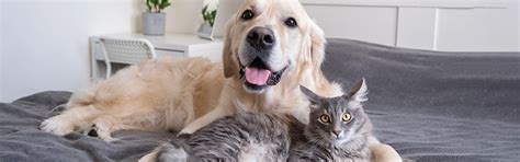 Mitos e verdades sobre alimentação de cães e gatos Brazilian Pet Foods