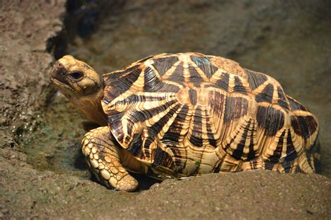 Tortoise Turtle, Terrapins, Tortoises, Hd Picture, Burmese, Creature ...