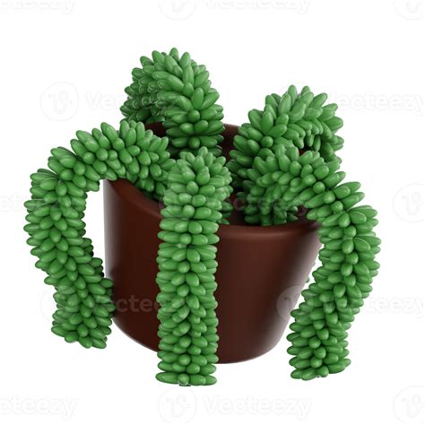 Donkey Tail Plant 3d illustration 47246706 PNG