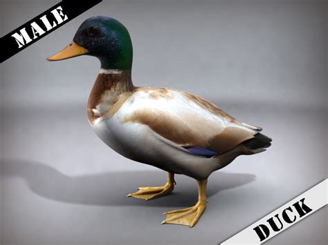 Duck 3d Model