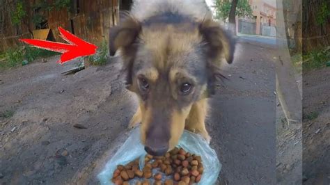 ДЖЕКА БОЛЬШЕ НЕТ С НАМИ 😭 За что они собаку?! - YouTube