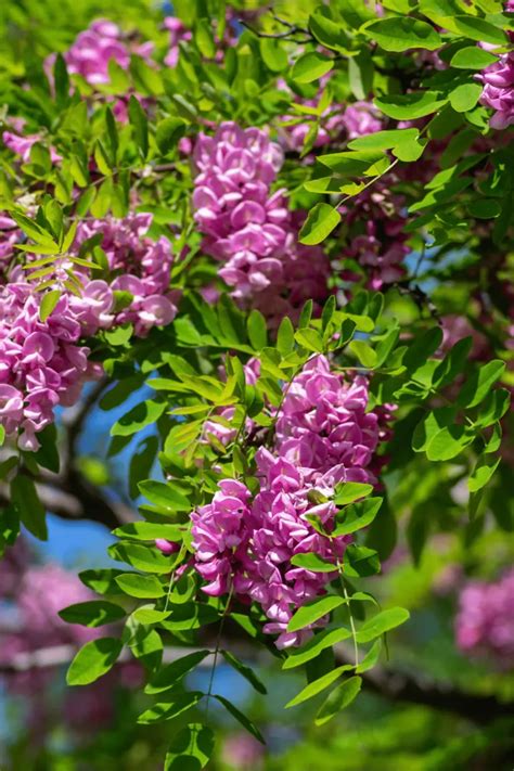 29 Enchanting Purple Flowering Trees To Brighten Your Landscape