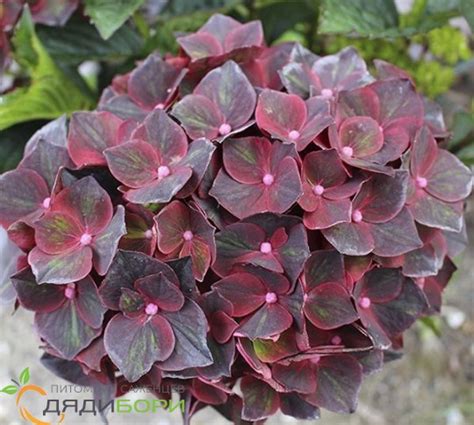 Саженцы гортензии крупнолистной Чёрный рыцарь (Black Knight) купить в ...