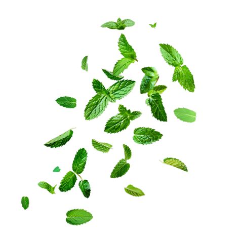 Flying Green Peppermint Leaves Isolated On Transparent Background