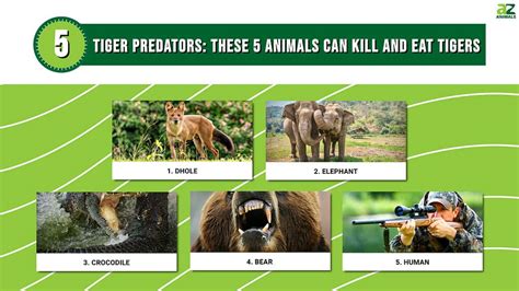 Tiger Predators: These 5 Animals Can Kill and Eat Tigers - A-Z Animals