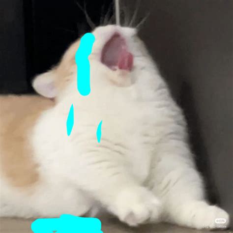 Sad Cat Crying Cat Sad Cat Edit Crying Cat Edit Meme Cat Meme Sad