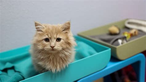 Oregon Humane Society won't accept Marion County stray cats