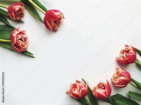 Tulip background Stock Photo | Adobe Stock