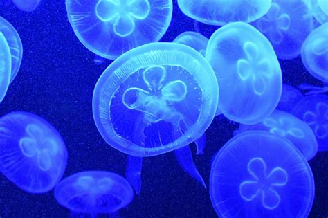 Download Blue Jellyfish Royalty Free Stock Photo and Image