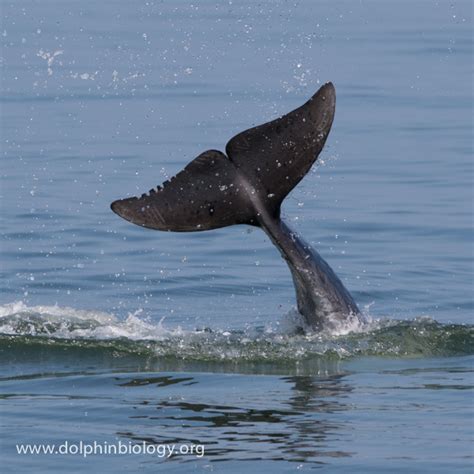 Dolphin Biology and Conservation: Marked flukes