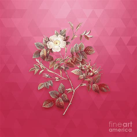 Vintage Malmedy Rose In Gold On Viva Magenta Mixed Media By Holy Rock