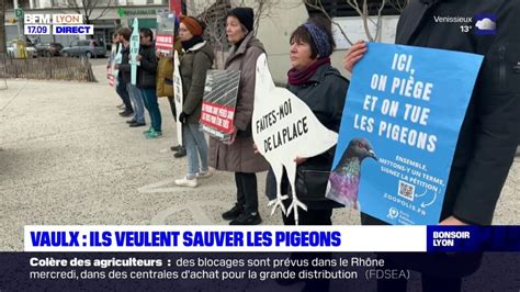 Vaulx En Velin Une Association Veut Sauver Les Pigeons