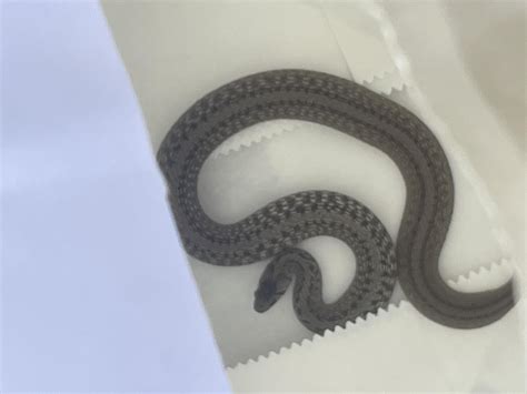 423 best Brown Snake images on Pholder | Whatsthissnake, Brisbane and