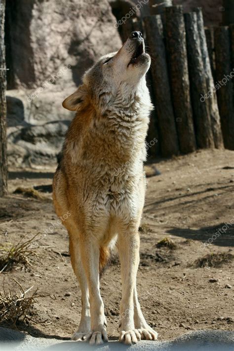 Gray wolf howling Stock Photo by ©geniuslady 2126424