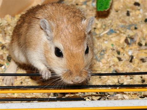 File2008 02 16 Mongolian Gerbil Wikimedia Commons