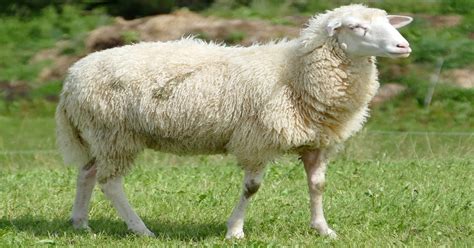 O Que É Um Carneiro - Carneiro é um animal de extrema importância econômica