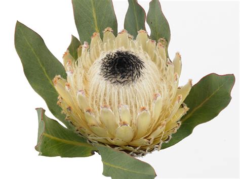 Protea Snow