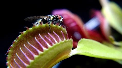 Plantas Carn Voras Qu Cuidados Necesitan Y Cu Ntos Tipos Hay